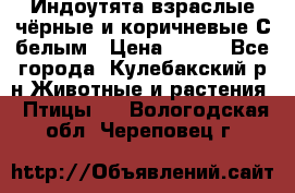 Индоутята взраслые чёрные и коричневые С белым › Цена ­ 450 - Все города, Кулебакский р-н Животные и растения » Птицы   . Вологодская обл.,Череповец г.